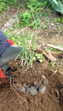 ポットで育つ九条ネギの苗を畑へ仮植え　育苗６週目