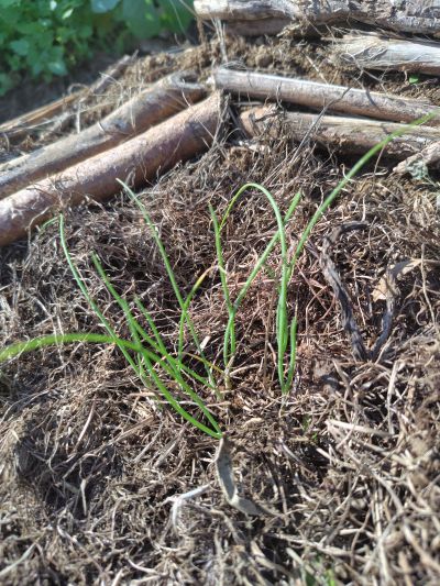 九条ネギの苗を畑へ仮植えして草マルチ